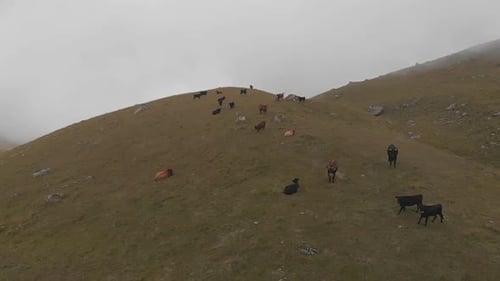 Luftaufnahme einer Kuhherde, die in den Bergen weidet