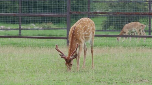Sika-Hirsch, Cervus Nippon Auch bekannt als das Fleckhirsch oder das japanische Reh. Wiederkäuer-Säugetier ist