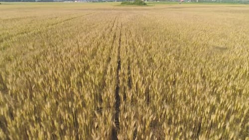 Yellow Wheat Field