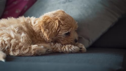 Adorable Puppy Sleeping Peacefully on a Gray Couch