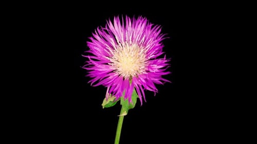 Laps de temps of Blossoms Fleur violette de bleuet persan Centaurea Dealbata