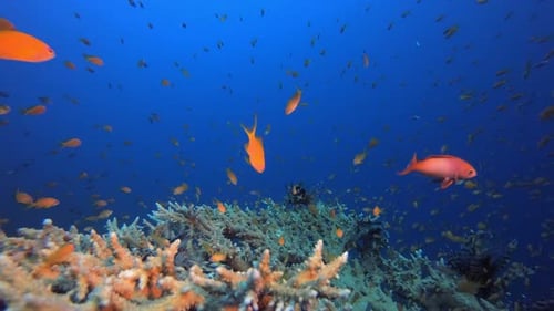 Tropical Coral Reefs Lionfish