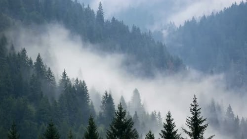 Fog Smoke Forest Mountains