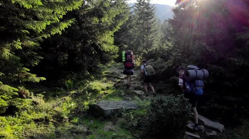 Three Hikers on a Path Through the Forest in Mountains