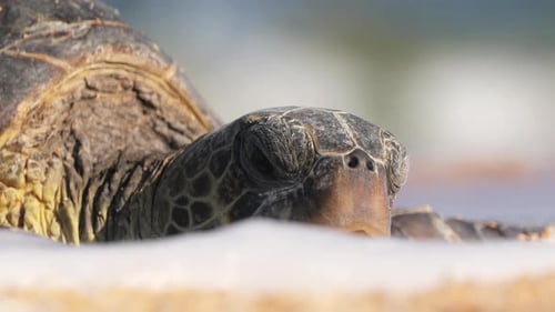 Wildtierschutz Meeresschildkröte schläft am Strand, umspült von Meereswellen