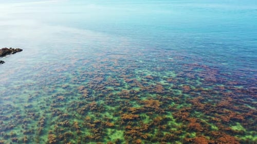 Beautiful coral reefs and cliffs growing healthy under calm clear water of turquoise lagoon on shore