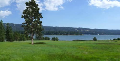 Realistic Swaying Tree Element for Natural Scenes