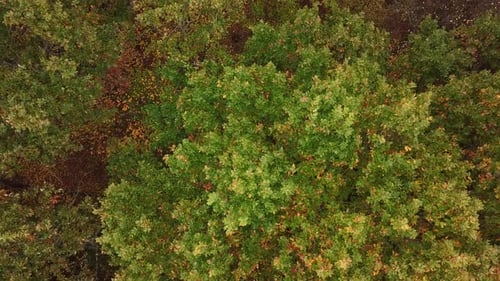 Aerial Top View of Autumn Trees in Forest Background, Caucasus, Russia