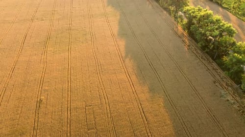 Flying Over Field of Yellow Ripe Wheat