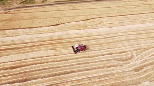 Aerial View Harvesting of Ripe Grain Crops. Red Harvester Goes on a Wheat Field