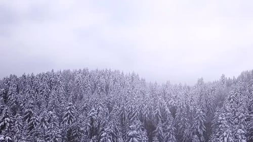Coniferous Forest . Aerial View
