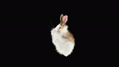 Rabbit Dancing 4K