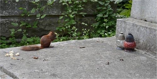 Squirrel