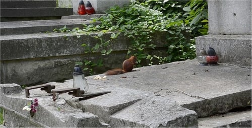 Squirrel Eating on Grave in City Cemetery
