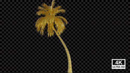 3D Golden Palm Tree Growing Animation