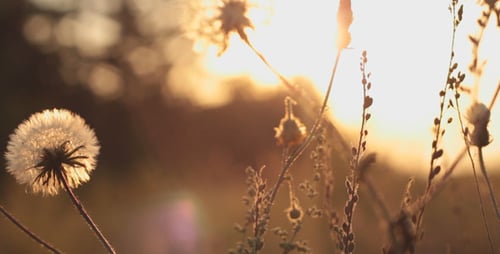 Forest Dandelions