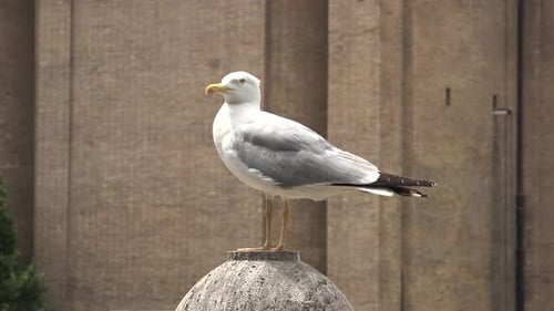 A Tame Seagull, Accustomed to Living in the City, is Standing