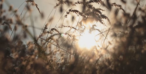 Golden Meadow Grass Swaying in Wind at Sunrise