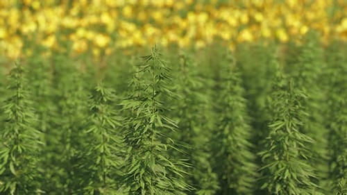 Green Technical Marihuana Cannabis Field