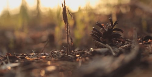 Forest Ants
