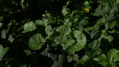 Plantes de jardin vertes, vidéo UHD 4K 3840X2160 haute dynamique - Plantes de jardin mixtes, vidéo UHD 4K 2160p