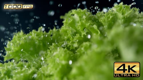 Fresh green lettuce covered in refreshing water droplets