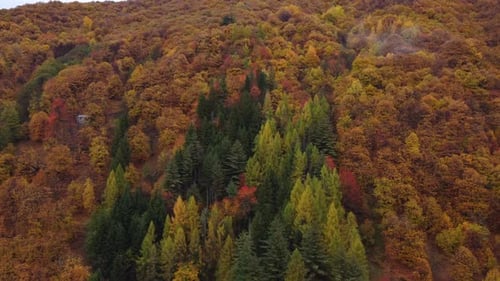 Mountain Forest Woods in Autumn Aerial View