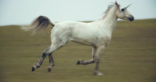 White Unicorn Is Running in the Field on the Hills, Mythological Animal