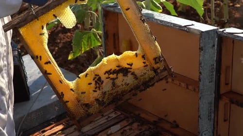 Beekeeper Inspects Honeycomb Frame with Many Bees