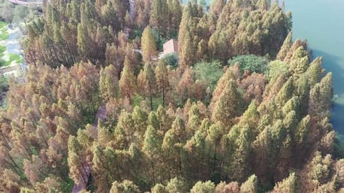 Autumn forest