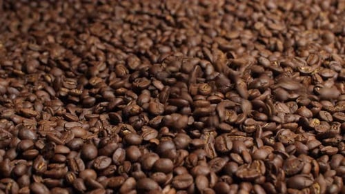 Samen des fallenden Kaffees