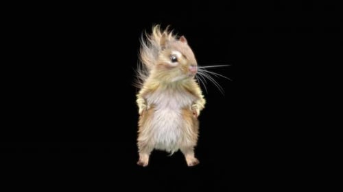 73 Chipmunk: Tanzen HD