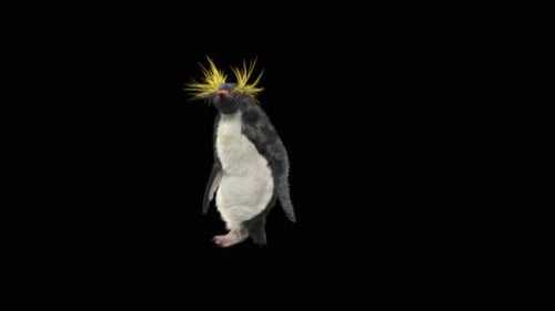 Animated Crested Penguin Character Walk Cycle