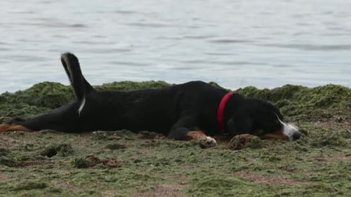 Dog plays on the beach.