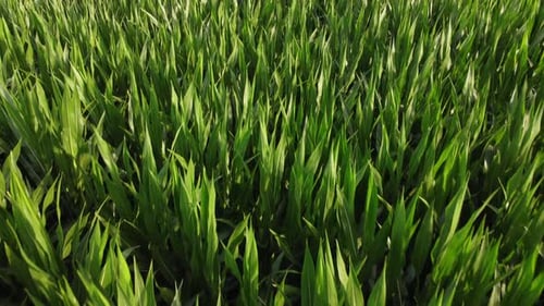 Corn Agriculture Organic Field