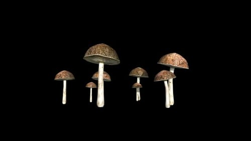 Champignons