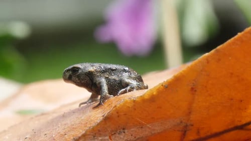 Tiny Froglet Resting on an Orange Leaf