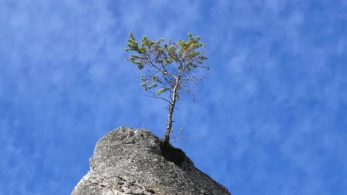 Timelapse of Clouds and Lonely Tree