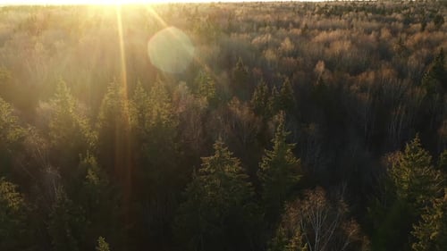 Sunlight Forest bei Sonnenuntergang