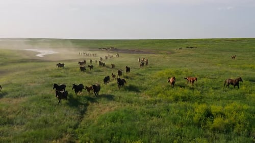 Wild Horses Running Wild Mustangs Run on the Beautiful Green Grass Dust From Under the Hooves