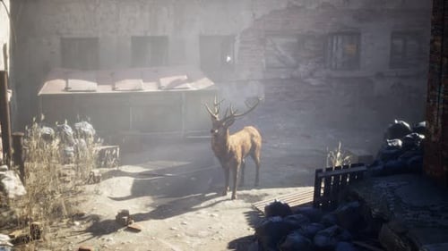 Des cerfs sauvages rôdent dans les rues d'une ville abandonnée