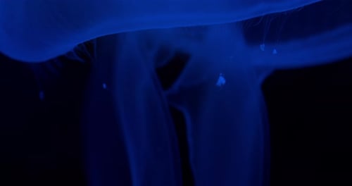 Closeup Shot of Jellyfish and a Dark Aquarium