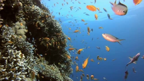 Reef Coral Scene