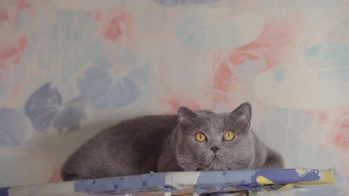 Gray Cat Lying Down Relaxing Indoors