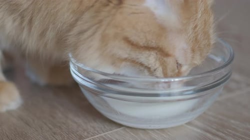 Close Up Footage of Cute Ginger Cat Drinking Milk From Glass Bowl. Fluffy Thirsty Pet on Floor. Flat