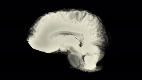 Fluid Animated Human Brain Rotation Revealing Internal Structure