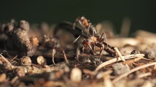 Ant Colony Working Together in Natural Habitat