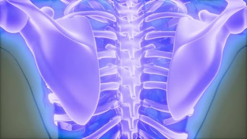 Futuristic 3D Human Skeleton Spine and Torso Animation