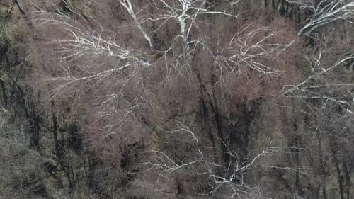 Top Down Lock On Birches In Water