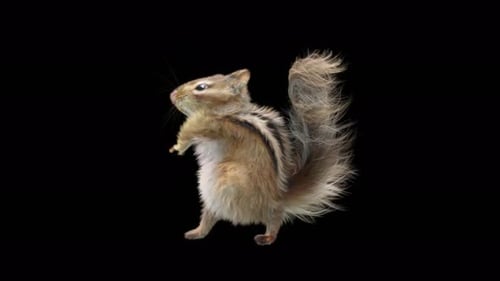Chipmunk Tanzen 4K